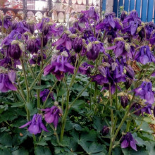 Caldarusa-Aquilegia Vulgaris Blue