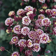Caldarusa-Aquilegia vulgaris Winki double red & white
