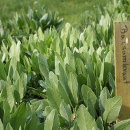 Calomfir-Tanacetum Balsamita