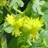 Canary creeper-Tropaeolum peregrinum