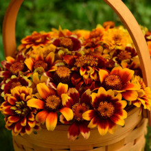 Carciumareasa Mexicana-Zinnia Haageana