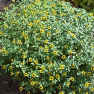 Carciumareasa Taratoare-Sanvitalia Procumbens