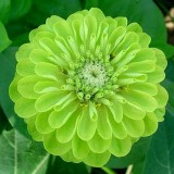 Carciumareasa Verde
