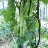Castravete amar-Momordica charantia
