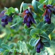 Cerinthe major purpurascens