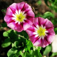 Convolvulus tricolor mix