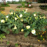 Datura metel Goldon Queen