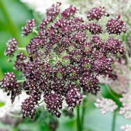 Daucus carota Purple Kisses