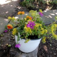 Delosperma Cooperi-Floarea de cristal