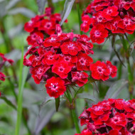 Dianthus barbatus-Garoafa turceasca Scarlet Beauty