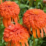 Echinacea Intermezzo