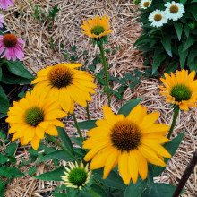 Echinacea Yellow