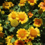 Gaillardia Aristata African Sunset