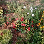 Gaillardia Aristata Arizona Red