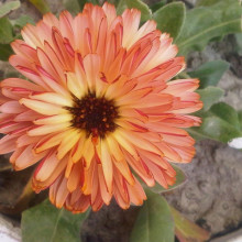 Galbenele-Calendula Off. Touch of Red Buff