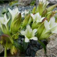 Gentiana Straminea