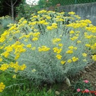 Imortela-Helichrysum arenarium-Siminoc