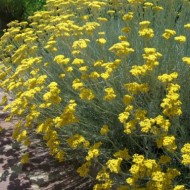 Imortela-Helichrysum italicum