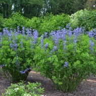 Indigou Salbatic-Baptisia Australis