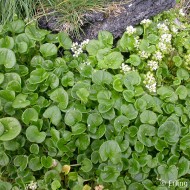 Lingureaua-Cochlearia officinalis