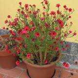 Linum Scarlet Flax-In decorativ rosu