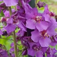 Lumanarica-Verbascum Phoeniceum Violetta
