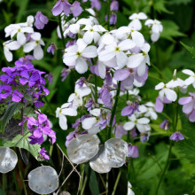 Lunaria Annua mix