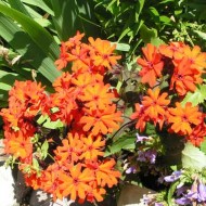 Lychnis x Haageana