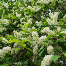 Malin-Prunus Padus