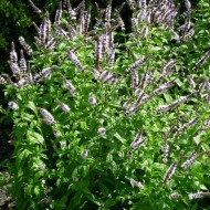 Menta Spicata Spearmint