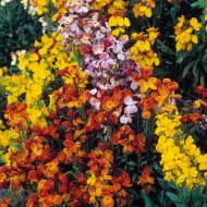 Micsuneaua ruginie-Cheiranthus cheiri Persion Carpet mix