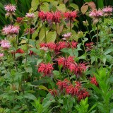 Monarda didyma 'Panorama mix'