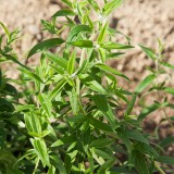 Mountain Mint-Pycnanthemum mix