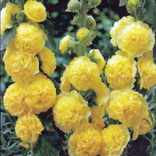 Nalba de gradina Double Yellow