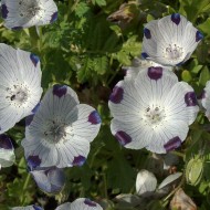 Nemophila maculata Five Spot
