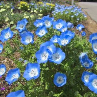 Nemophila menziesii Baby Blue Eyes