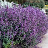 Nepeta mussini-Catmint