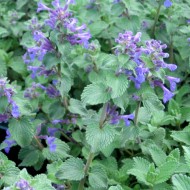 Nepeta mussini Catmint