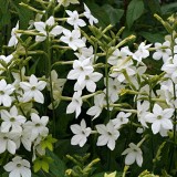 ﻿Nicotiana-Regina noptii alba