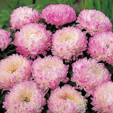 Ochiul boului-Callistephus chinensis Paeony Duchess Pink