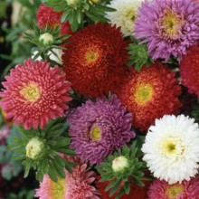 Ochiul boului-Callistephus chinensis Princess mix