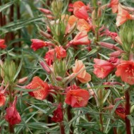 Oenothera Versicolor Sunset Boulevard 