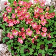 Oxalis Deppei Iron Cross