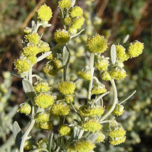 Pelin Alb-Artemisia absinthium