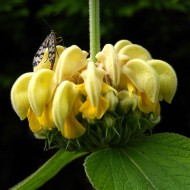 Phlomis russeliana-Ierusalim Salvie