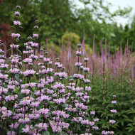 Phlomis Tuberosa-Ierusalim Salvie Roz