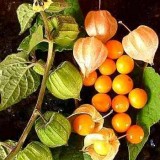 Physalis peruviana-Golden Berry