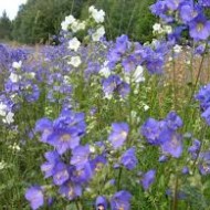 ﻿Polemonium Caeruleum-Jacob's Ladder Blue