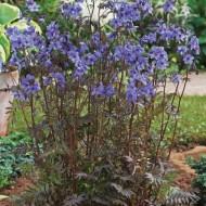 Polemonium Yezoense Purple Rain Strain