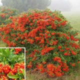 Pyracantha coccinea Orange Glow